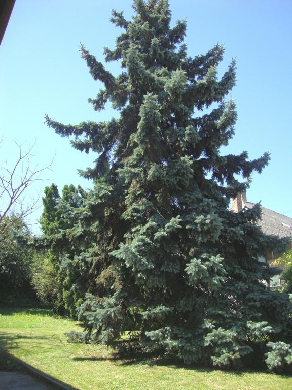 Gyöngyvirág Vendégház Balatonboglár Exterior foto